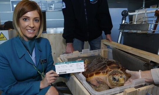 It’s Up, Up and Away for Leona the Loggerhead Turtle as She Jets Off to Her New Home in Gran Canaria