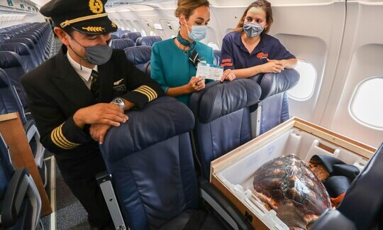 Aer Lingus Repatriates 3 Year Old Loggerhead Turtle to Gran Canaria