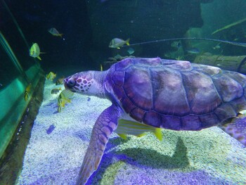 JC enjoying a swim at Exploris Aquarium NI