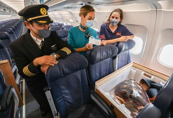 JC the loggerhead turtle