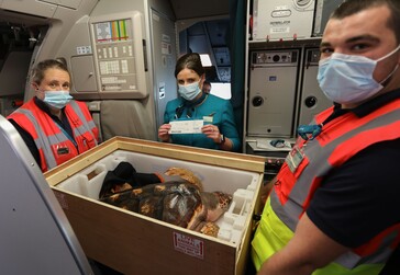 JC the loggerhead turtle