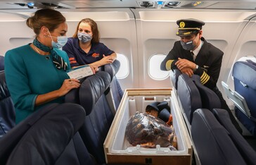 JC the loggerhead turtle