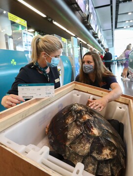 JC the loggerhead turtle