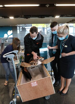 JC the loggerhead turtle