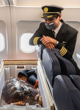 JC the loggerhead turtle