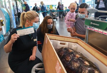 JC the loggerhead turtle