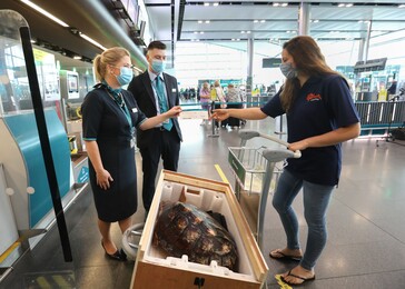 JC the loggerhead turtle