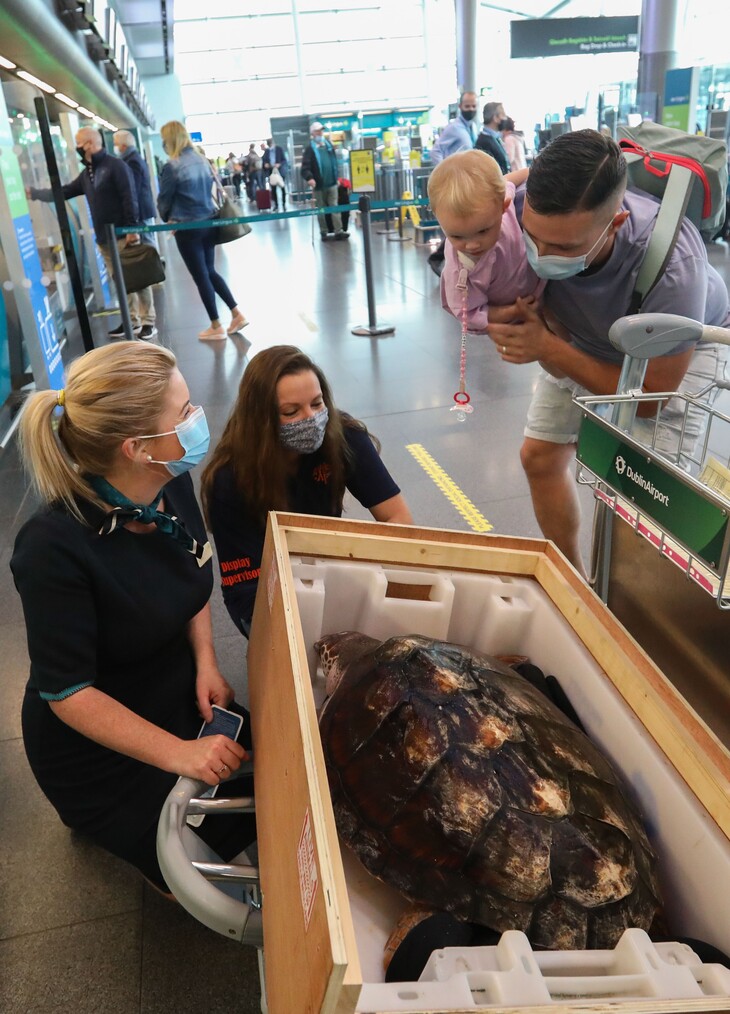 JC the loggerhead turtle