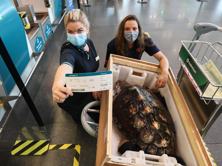JC the loggerhead turtle