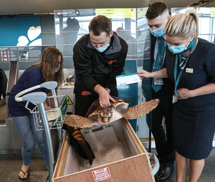 JC the loggerhead turtle